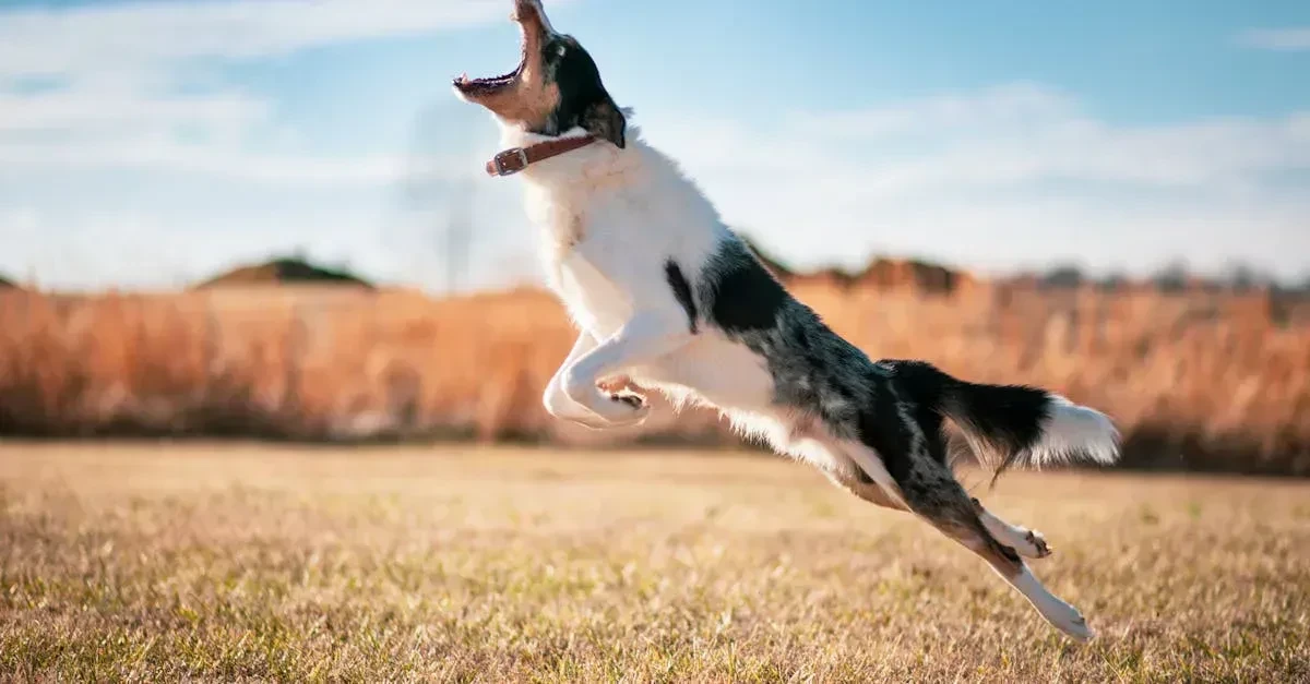 Happy dog mid-leap catching a toy while playing backyard games with its owner in a green backyard