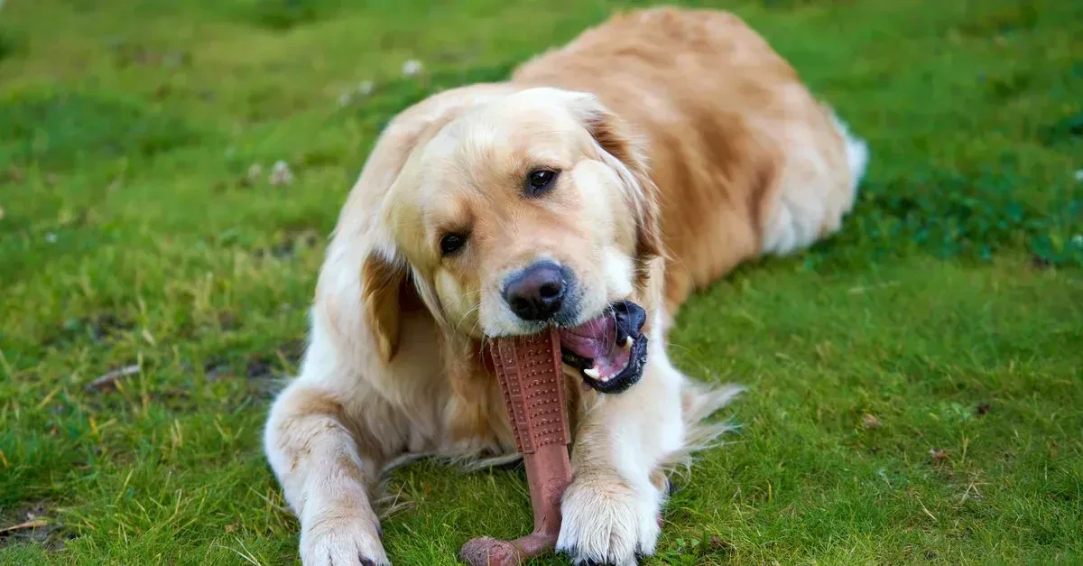 Durable rugged outdoor dog toys arranged on grass with a dog chewing one in a sunny backyard
